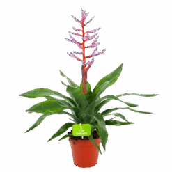 Aechmea Blue Rain - Kokerbromelia - P12 H55 - Roze-Paars - Kamerplant