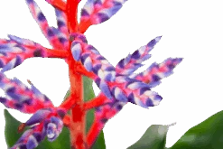 Aechmea Blue Rain - Kokerbromelia - P12 H55 - Roze-Paars - Kamerplant -Gardenas Winkel aechmea blue rain kokerbromelia p12 h55 roze paars 6
