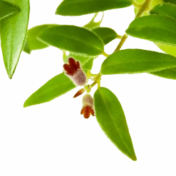 Aeschynanthus Caroline - Lipstickplant - In Hangpot - P15 H25 - Kamerplant -Gardenas Winkel aeschynanthus caroline lipstickplant in hangpot p15 h25 6