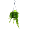 Aeschynanthus Japhrolepis - Lipstickplant - In Hangpot - P15 H20 - Kamerplant