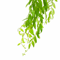 Aeschynanthus Japhrolepis - Lipstickplant - In Hangpot - P15 H20 - Kamerplant -Gardenas Winkel aeschynanthus japhrolepis lipstickplant in hangpot p15 6