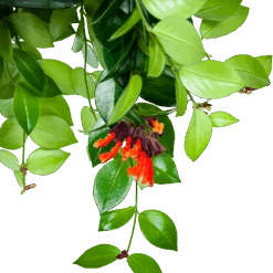 Aeschynanthus Monalisa - Lipstickplant - In Hangpot - P15 H20 - Kamerplant -Gardenas Winkel aeschynanthus monalisa lipstickplant in hangpot p15 5