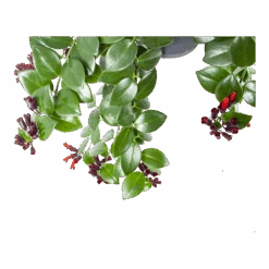 Aeschynanthus Monalisa - Lipstickplant - In Hangpot - P17 H40 - Kamerplant -Gardenas Winkel aeschynanthus monalisa lipstickplant in hangpot p17 h40 5