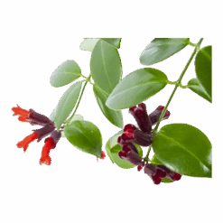 Aeschynanthus Monalisa - Lipstickplant - In Hangpot - P17 H40 - Kamerplant -Gardenas Winkel aeschynanthus monalisa lipstickplant in hangpot p17 h40 6