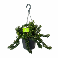 Aeschynanthus Swing - Lipstickplant - In Hangpot - P17 H30 - Kamerplant