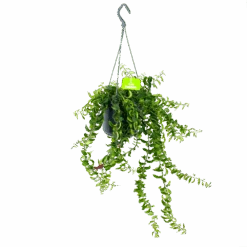 Aeschynanthus Twister - Lipstickplant - In Hangpot - P15 H20 - Kamerplant