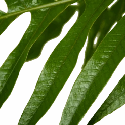 Aglaomorpha Jim - P37 H75 - Kamerplant -Gardenas Winkel aglaomorpha jim p37 h75 kamerplant 4