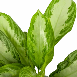 Aglaonema Freedman - P17 H60 - Kamerplant -Gardenas Winkel aglaonema freedman p17 h60 5 1