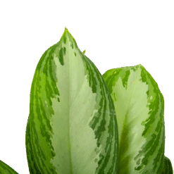 Aglaonema Freedman - P17 H60 - Kamerplant -Gardenas Winkel aglaonema freedman p17 h60 6 1