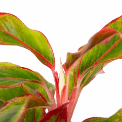 Aglaonema Light Star - P19 H35 - Kamerplant -Gardenas Winkel aglaonema light star p19 h35 4