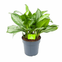 Aglaonema Silver Bay - P24 H60 - Kamerplant