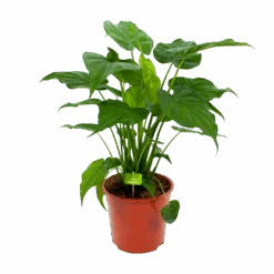 Alocasia Cucullata - Olifantsoor - P27 H80 - Kamerplant