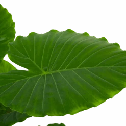 Alocasia Gageana California - Olifantsoor - P21 H85 - Kamerplant 6 Alocasia Gageana California - Olifantsoor - P21 H85 - Kamerplant -Gardenas Winkel alocasia gageana california olifantsoor p21 h85 6 1