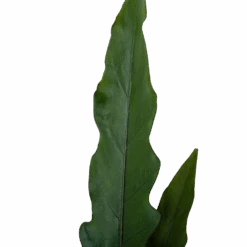 Alocasia Lauterbachiana - Olifantsoor - P19 H70 - Kamerplant -Gardenas Winkel alocasia lauterbachiana olifantsoor p19 h70 4