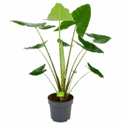 Alocasia Zebrina - Olifantsoor - P32 H120 - Kamerplant