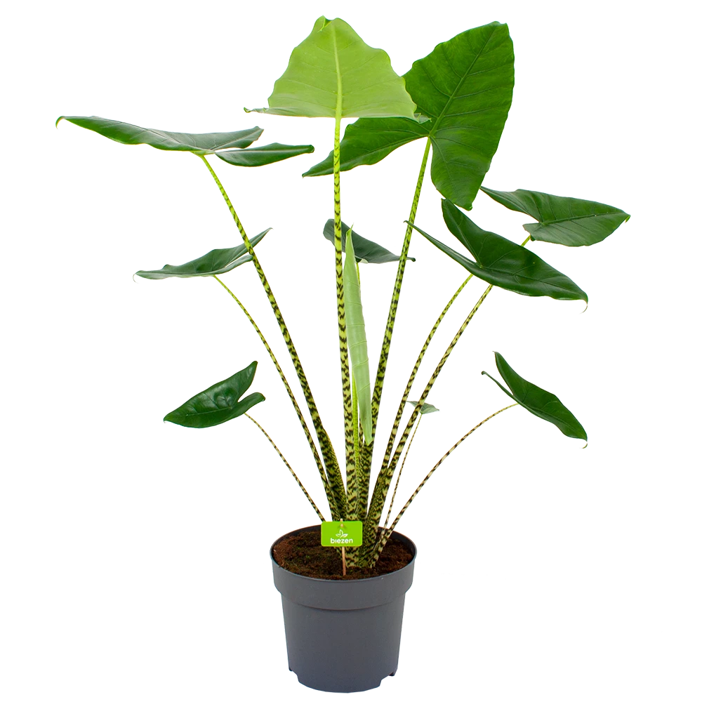 Alocasia Zebrina - Olifantsoor - P32 H120 - Kamerplant 1 Alocasia Zebrina - Olifantsoor - P32 H120 - Kamerplant