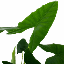 Alocasia Zebrina - Olifantsoor - P32 H120 - Kamerplant 5 Alocasia Zebrina - Olifantsoor - P32 H120 - Kamerplant -Gardenas Winkel alocasia zebrina olifantsoor p32 h120 5