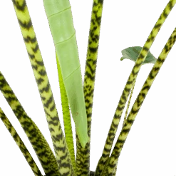 Alocasia Zebrina - Olifantsoor - P32 H120 - Kamerplant 6 Alocasia Zebrina - Olifantsoor - P32 H120 - Kamerplant -Gardenas Winkel alocasia zebrina olifantsoor p32 h120 6