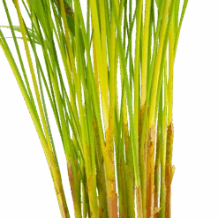 Areca - Goudpalm - P17 H90 - Kamerplant 6 Areca - Goudpalm - P17 H90 - Kamerplant -Gardenas Winkel areca goudpalm p17 h90 6 2