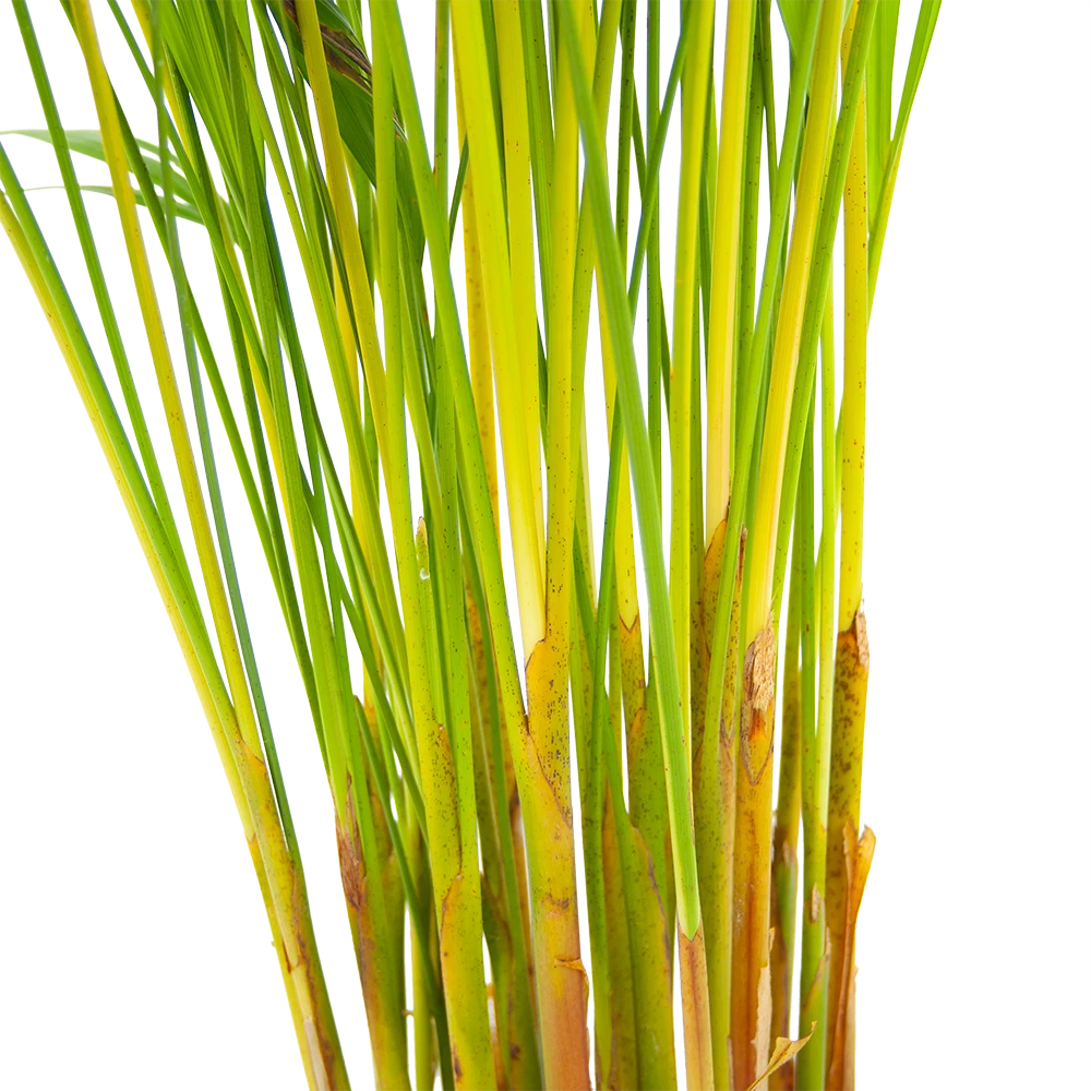 Areca - Goudpalm - P17 H90 - Kamerplant 3 Areca - Goudpalm - P17 H90 - Kamerplant - Afbeelding 3