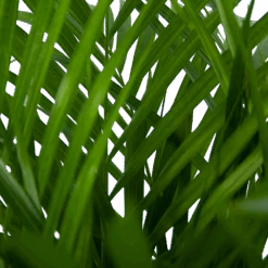 Areca - Goudpalm - P24 H120 - Kamerplant 7 Areca - Goudpalm - P24 H120 - Kamerplant -Gardenas Winkel areca goudpalm p24 h120 5