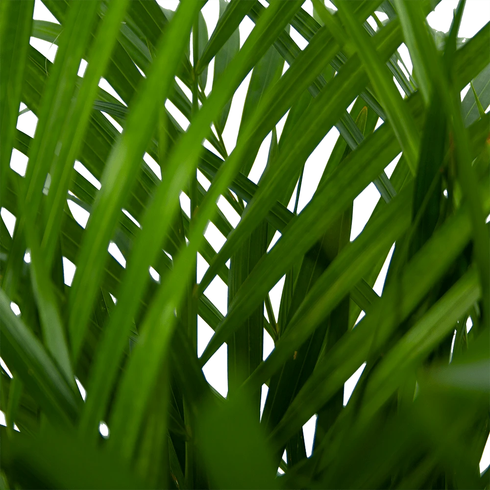 Areca - Goudpalm - P24 H120 - Kamerplant 3 Areca - Goudpalm - P24 H120 - Kamerplant - Afbeelding 3