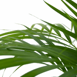 Areca - Goudpalm - P24 H120 - Kamerplant 8 Areca - Goudpalm - P24 H120 - Kamerplant -Gardenas Winkel areca goudpalm p24 h120 6