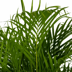 Areca - Goudpalm - P24 H140 - Kamerplant -Gardenas Winkel areca goudpalm p24 h140 kamerplant 4