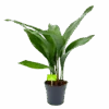 Aspidistra Elatior - Kwartjesplant - P15 H60 - Kamerplant