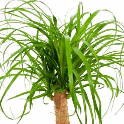 Beaucarnea Recurvata - Op Stam - Olifantenpoot - P21 H60 - Kamerplant -Gardenas Winkel beaucarnea recurvata op stam olifantenpoot p21 h60 6 1