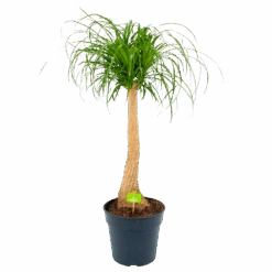 Beaucarnea Recurvata - Op Stam - Olifantenpoot - P27 H100 - Kamerplant