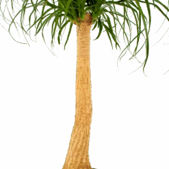 Beaucarnea Recurvata - Op Stam - Olifantenpoot - P27 H100 - Kamerplant -Gardenas Winkel beaucarnea recurvata op stam olifantenpoot p27 h100 6 1