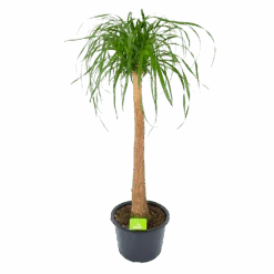 Beaucarnea Recurvata - Op Stam - Olifantenpoot - P32 H130 - Kamerplant