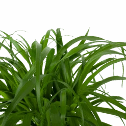 Beaucarnea Recurvata - Op Stam - Olifantenpoot - P32 H130 - Kamerplant -Gardenas Winkel beaucarnea recurvata op stam olifantenpoot p32 h130 6 3