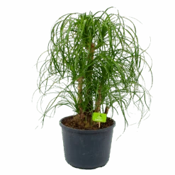 Beaucarnea Recurvata - Vertakt - Olifantenpoot - P26 H70 - Kamerplant