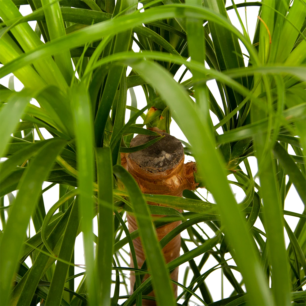 Beaucarnea Recurvata - Vertakt - Olifantenpoot - P26 H70 - Kamerplant 2 Beaucarnea Recurvata - Vertakt - Olifantenpoot - P26 H70 - Kamerplant - Afbeelding 2