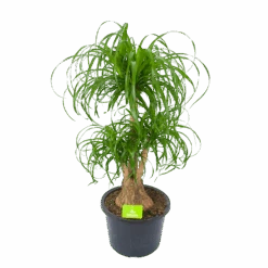 Beaucarnea Recurvata - Vertakt - Olifantenpoot - P32 H90 - Kamerplant
