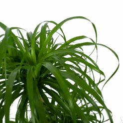 Beaucarnea Recurvata - Vertakt - Olifantenpoot - P32 H90 - Kamerplant -Gardenas Winkel beaucarnea recurvata vertakt olifantenpoot p32 h90 6 3