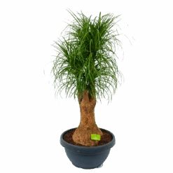 Beaucarnea Recurvata - Vertakt - Olifantenpoot - P44 H170 - Kamerplant
