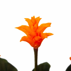 Calathea Crocata - Eeuwige Vlam - P15 H45 - Kamerplant -Gardenas Winkel calathea crocata eeuwige vlam p15 h45 4