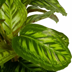 Calathea Flamestar - Schaduwplant - P32 H80 - Kamerplant -Gardenas Winkel calathea flamestar schaduwplant p32 h80 5