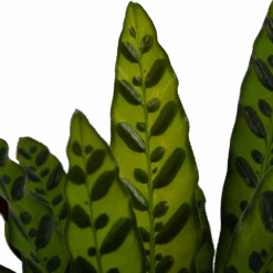 Calathea Insigne - Livingplant - P21 H60 - Kamerplant -Gardenas Winkel calathea insigne livingplant p21 h60 4
