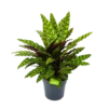 Calathea Insigne - Livingplant - P27 H80 - Kamerplant