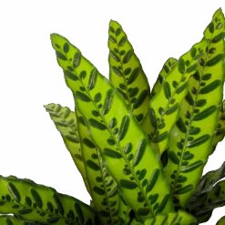 Calathea Insigne - Livingplant - P27 H80 - Kamerplant -Gardenas Winkel calathea insigne livingplant p27 h80 6 3