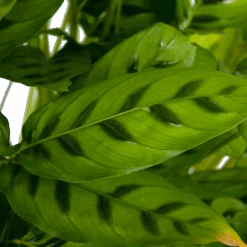 Calathea Leopardina - Schaduwplant - P27 H90 - Kamerplant -Gardenas Winkel calathea leopardina schaduwplant p27 h90 kamerplant 4