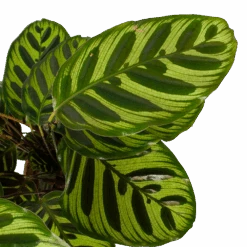 Calathea Makoyana - Pauwenplant - P17 H65 - Kamerplant -Gardenas Winkel calathea makoyana pauwenplant p17 h65 6 2