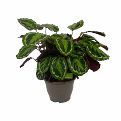 Calathea Medaillon - Schaduwplant - P32 H80 - Kamerplant -Gardenas Winkel calathea medaillon schaduwplant p32 h80 2