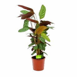 Calathea Oppenheimiana - Schaduwplant - P17 H65 - Kamerplant
