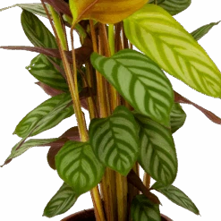 Calathea Oppenheimiana - Schaduwplant - P17 H65 - Kamerplant 6 Calathea Oppenheimiana - Schaduwplant - P17 H65 - Kamerplant -Gardenas Winkel calathea oppenheimiana schaduwplant p17 h65 6