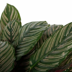 Calathea Ornata - Livingplant - P27 H80 - Kamerplant -Gardenas Winkel calathea ornata livingplant p27 h80 6 3